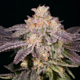 π Lemon Pound Cake Seeds (100% off)
